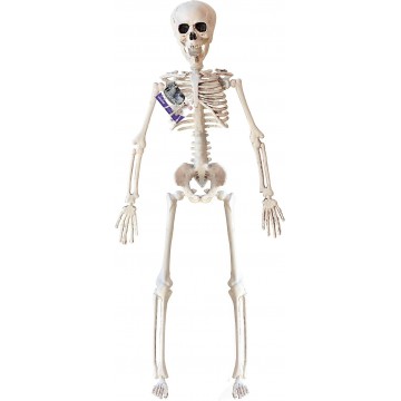 Esqueleto 40 cm