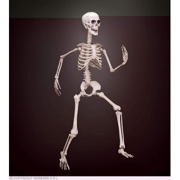 Esqueleto Articulado 90cm