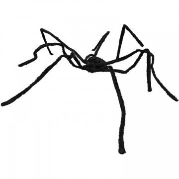 Aranha Andante 